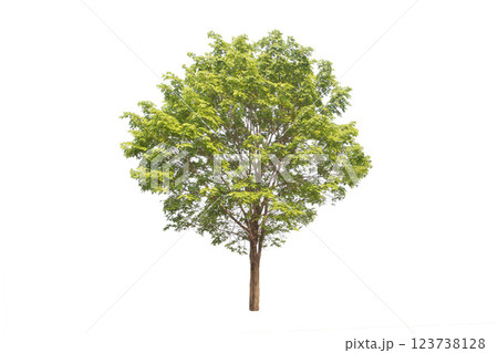Isolated trees on white background. high qaulity tree on white background, full frame camera shoot for high resolution picture for both printing and web pages. Isolated trees on white background. high qaulity tree on white background, full frame camera shoot for high resolution picture for both printing and web pages. 123738128