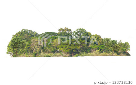 Group of tree isolated on white,tropical trees isolated used for design, advertising and architecture 123738130