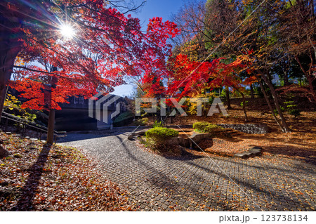 港北ニュータウン・ささぶねの道の紅葉 123738134