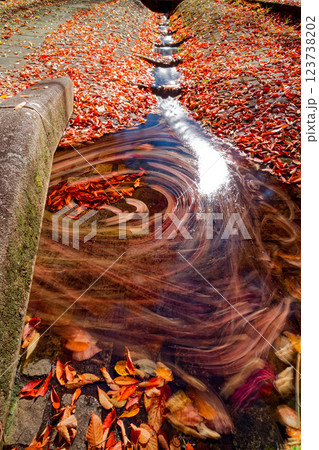 港北ニュータウン・ささぶねの道の紅葉 123738202