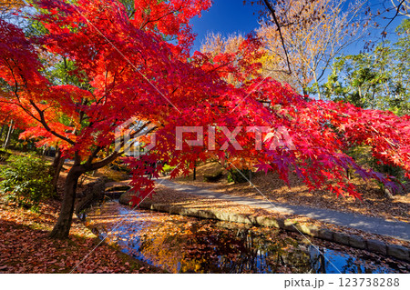 港北ニュータウン・ささぶねの道の紅葉 123738288