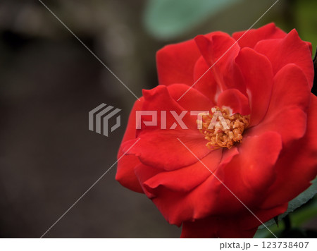 9月に咲いた赤いバラ「サラバンド」 9月に咲いた赤いバラ「サラバンド」 123738407