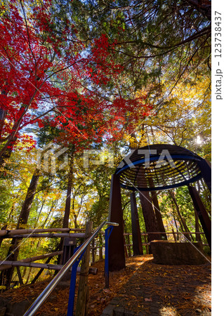 港北ニュータウン・都筑中央公園の紅葉 123738437