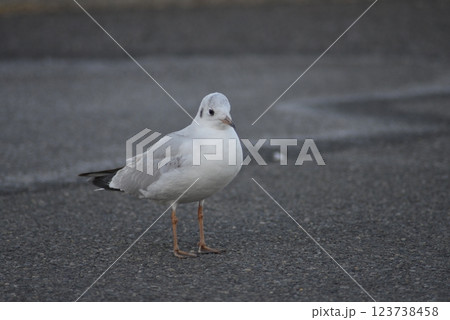 鳥 123738458