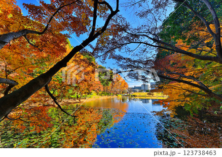 港北ニュータウン・都筑中央公園の紅葉 123738463