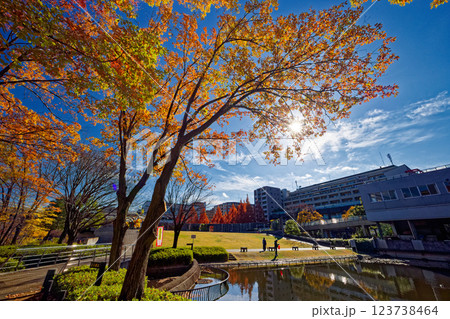 港北ニュータウン・都筑中央公園の紅葉 港北ニュータウン・都筑中央公園の紅葉 123738464