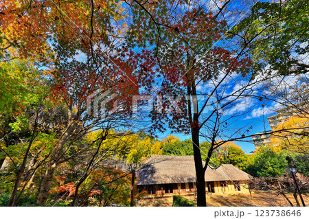 港北ニュータウン・都筑民家園の紅葉 123738646