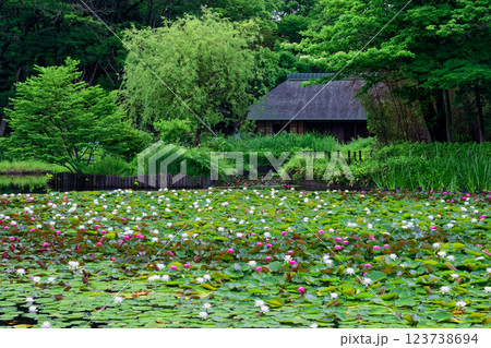 港北ニュータウン・せせらぎ公園のスイレンと古民家 港北ニュータウン・せせらぎ公園のスイレンと古民家 123738694