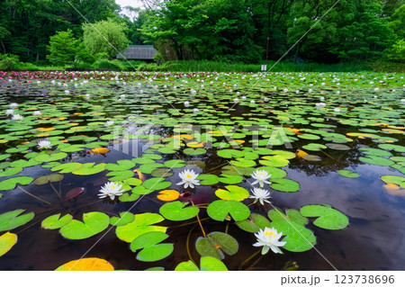 港北ニュータウン・せせらぎ公園のスイレンと古民家 123738696