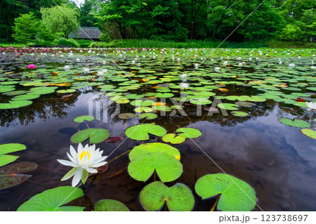 港北ニュータウン・せせらぎ公園のスイレンと古民家 123738697