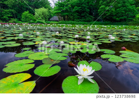 港北ニュータウン・せせらぎ公園のスイレンと古民家 123738698