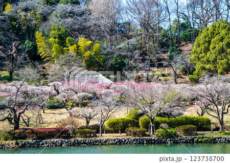 東京都町田市　薬師池公園　梅園　都指定名勝　 123738700