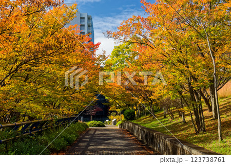 港北ニュータウン・都筑中央公園の紅葉 港北ニュータウン・都筑中央公園の紅葉 123738761