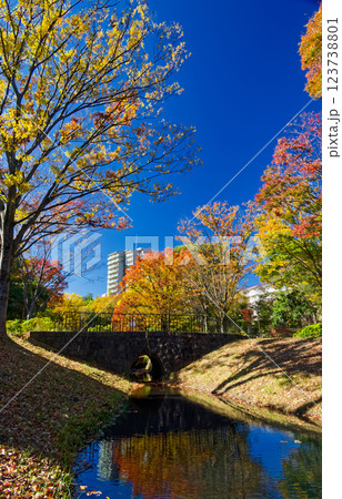 港北ニュータウン・大原みねみち公園の紅葉 港北ニュータウン・大原みねみち公園の紅葉 123738801