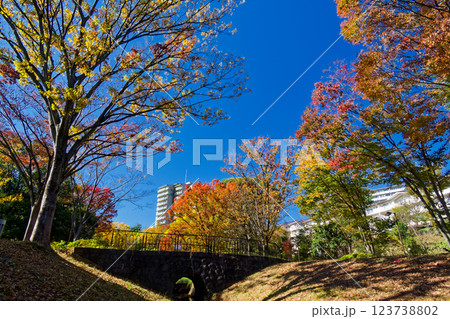 港北ニュータウン・大原みねみち公園の紅葉 123738802