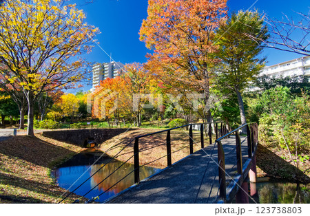港北ニュータウン・大原みねみち公園の紅葉 123738803