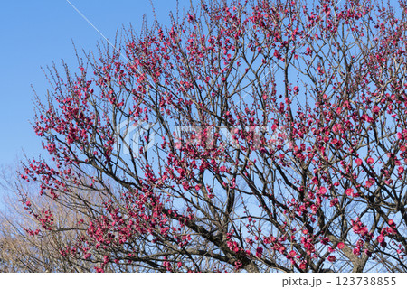 赤い梅の花 赤い梅の花 123738855