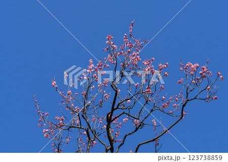 ピンクの梅の花 123738859