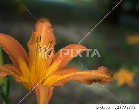 9月に咲いたオレンジ色のノカンゾウ 9月に咲いたオレンジ色のノカンゾウ 123738875