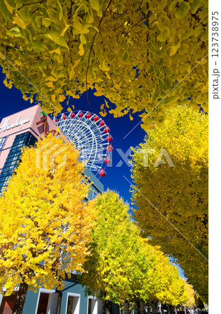 港北ニュータウン・センター北のイチョウの黄葉 123738975