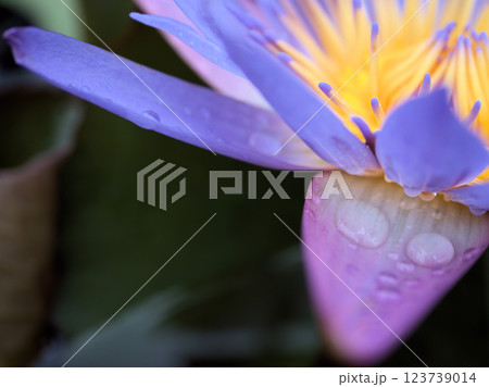 9月に咲いた青い熱帯スイレン「ティナ」 123739014