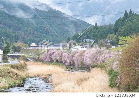 しだれ桜　川辺の春　桃色に揺れる里山① 123739034