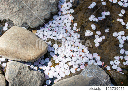 桜吹雪のあとの桜の花びら 123739053