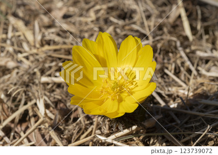 フクジュソウの花 フクジュソウの花 123739072