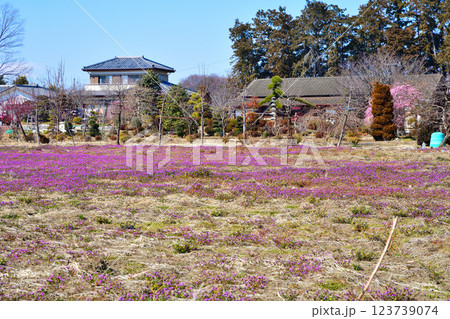 民家の春の訪れ　深谷市郊外　 123739074