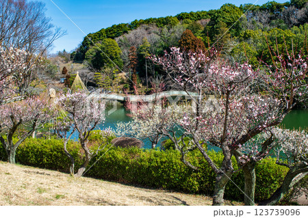 東京都町田市 薬師池公園 梅園 都指定名勝 東京都町田市 薬師池公園 梅園 都指定名勝 123739096