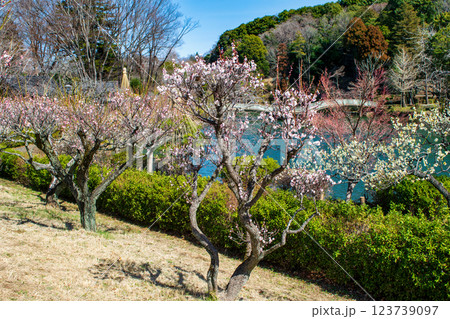 東京都町田市　薬師池公園　梅園　都指定名勝　 123739097