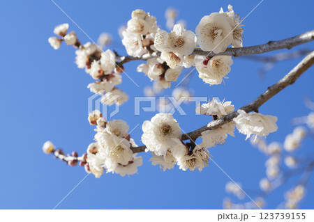 白い梅の花 123739155
