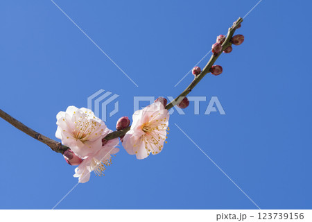 ピンクの梅の花 123739156