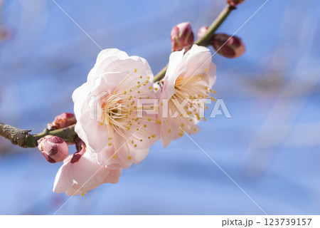ピンクの梅の花 123739157