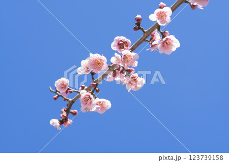 ピンクの梅の花 123739158