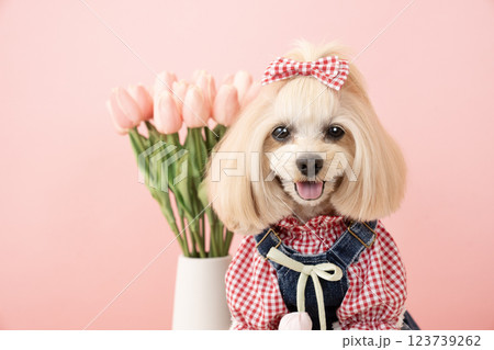 ピンクバックとチューリップと微笑むマルプーのパンナのバストアップ ピンクバックとチューリップと微笑むマルプーのパンナのバストアップ 123739262