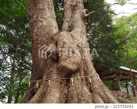 五所八幡宮　幸せを授かるムーミンの木 123739281