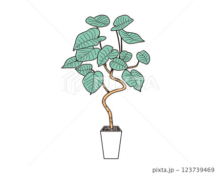 色付きウンベラータ 123739469