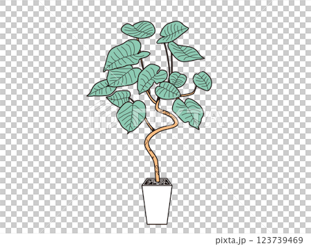 色付きウンベラータ 123739469