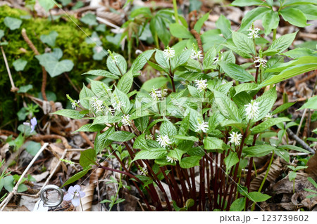 ヒトリシズカ 123739602