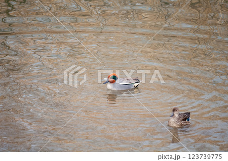 信濃川・やすらぎ堤の小鴨(こがも) 信濃川・やすらぎ堤の小鴨(こがも) 123739775