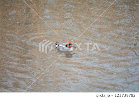 信濃川・やすらぎ堤の小鴨(こがも) 信濃川・やすらぎ堤の小鴨(こがも) 123739782