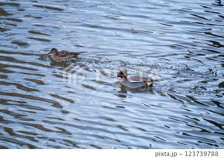 信濃川・やすらぎ堤の小鴨(こがも) 123739788