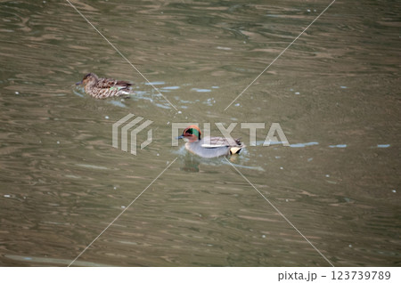 信濃川・やすらぎ堤の小鴨(こがも) 123739789