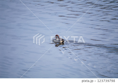 信濃川・やすらぎ堤の小鴨(こがも) 123739798