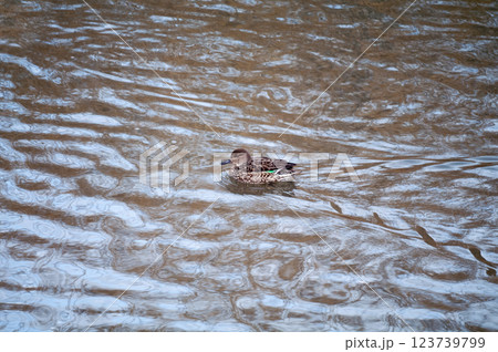 信濃川・やすらぎ堤の小鴨(こがも)の雌 123739799