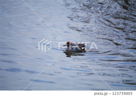 信濃川・やすらぎ堤の小鴨(こがも) 123739805