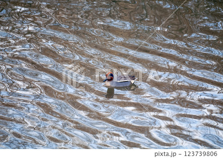 信濃川・やすらぎ堤の小鴨(こがも) 123739806