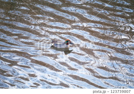 信濃川・やすらぎ堤の小鴨(こがも) 123739807