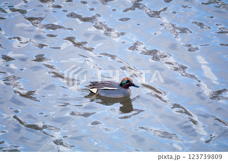 信濃川・やすらぎ堤の小鴨(こがも) 123739809
